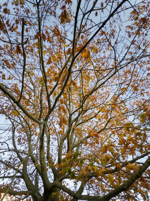 Free A view of a tree with golden autumn leaves against a clear blue sky, highlighting nature's seasonal beauty. Stock Photo