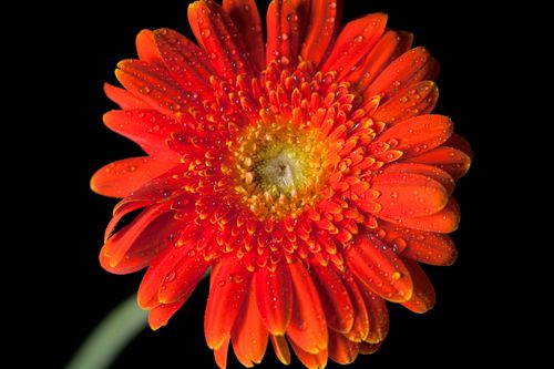 Free Stunning macro shot of a bright orange Gerbera daisy with water droplets. Stock Photo