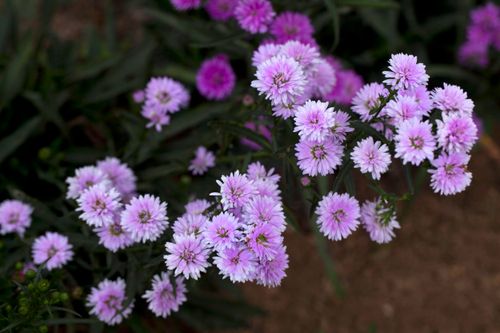 Free Beautiful purple chrysanthemums in full bloom captured up close with rich green foliage. Stock Photo