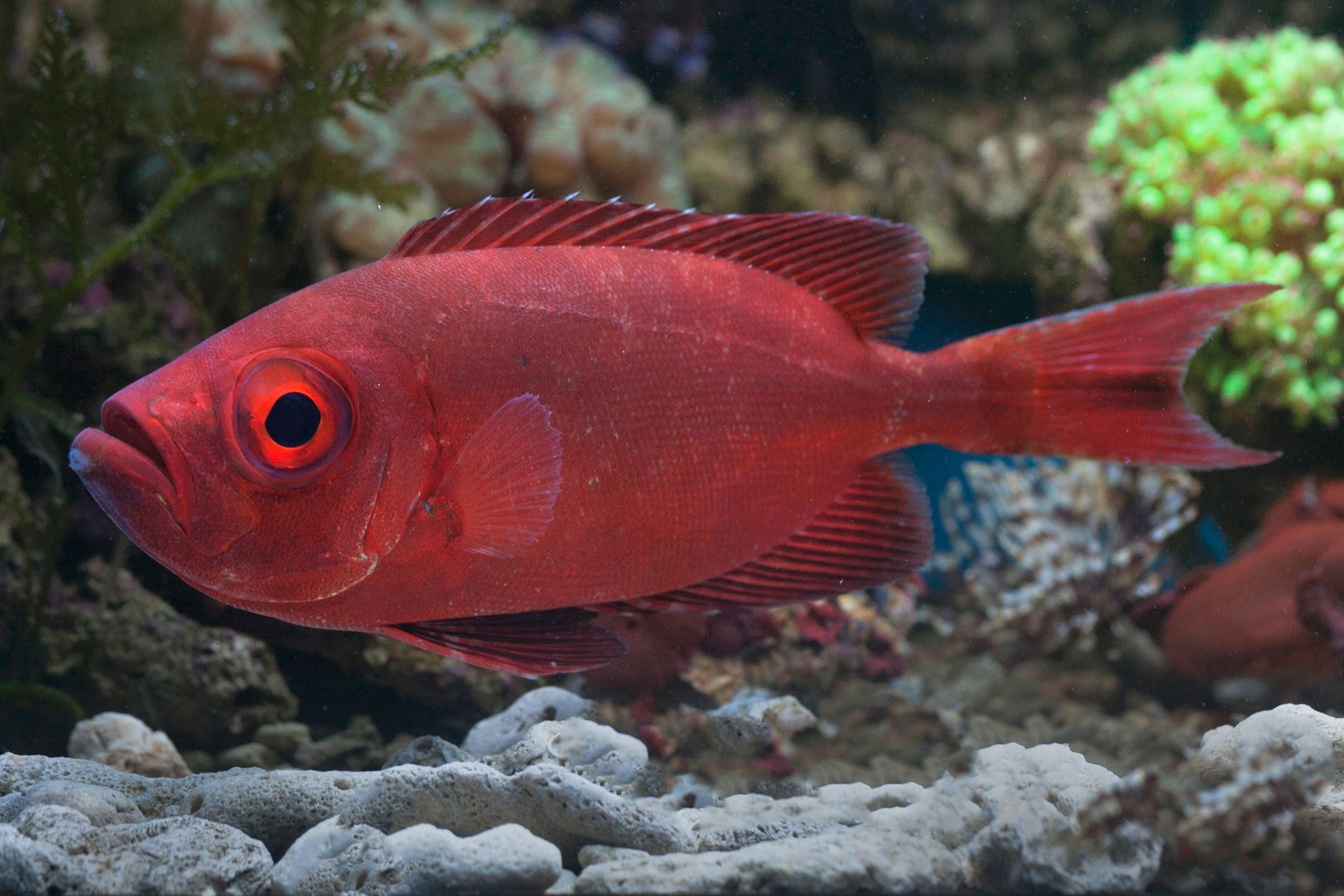 Vibrant Red Fish in Coral Reef Aquarium · Free Stock Photo