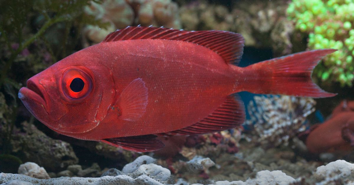 Deep Red Fish Vibrant Red Fish in Coral Reef Aquarium · Free Stock Photo