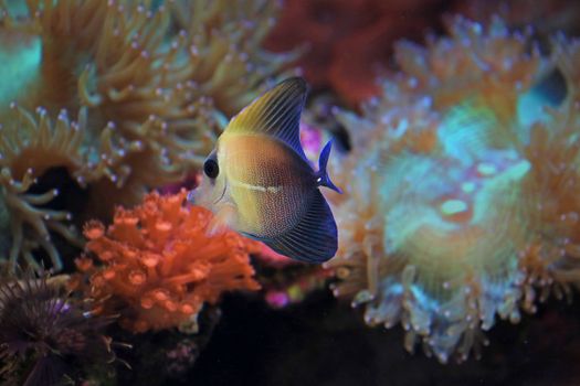 Colorful underwater scene featuring a vibrant tropical fish amidst coral reefs.
