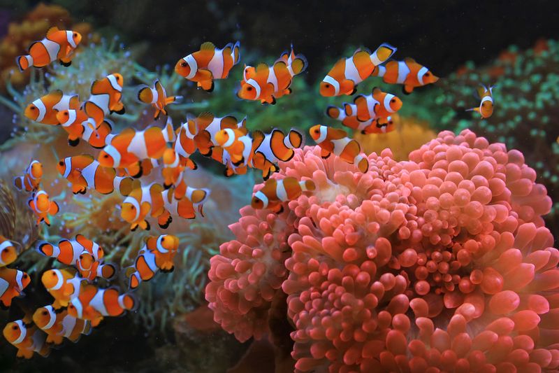 Vibrant clownfish swimming around a pink anemone in a coral reef.