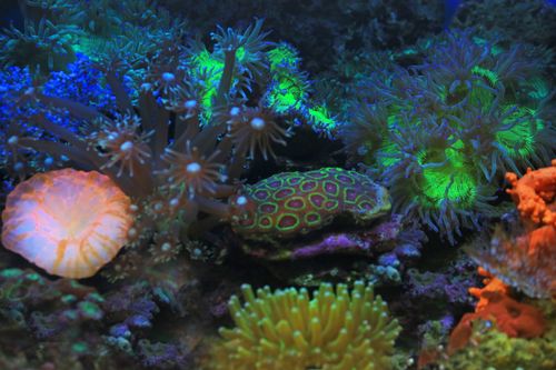 Free Colorful corals and marine life in a vivid underwater reef ecosystem. Stock Photo