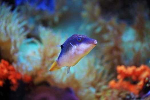 Close-up of a colorful spotted pufferfish swimming among coral in the ocean.