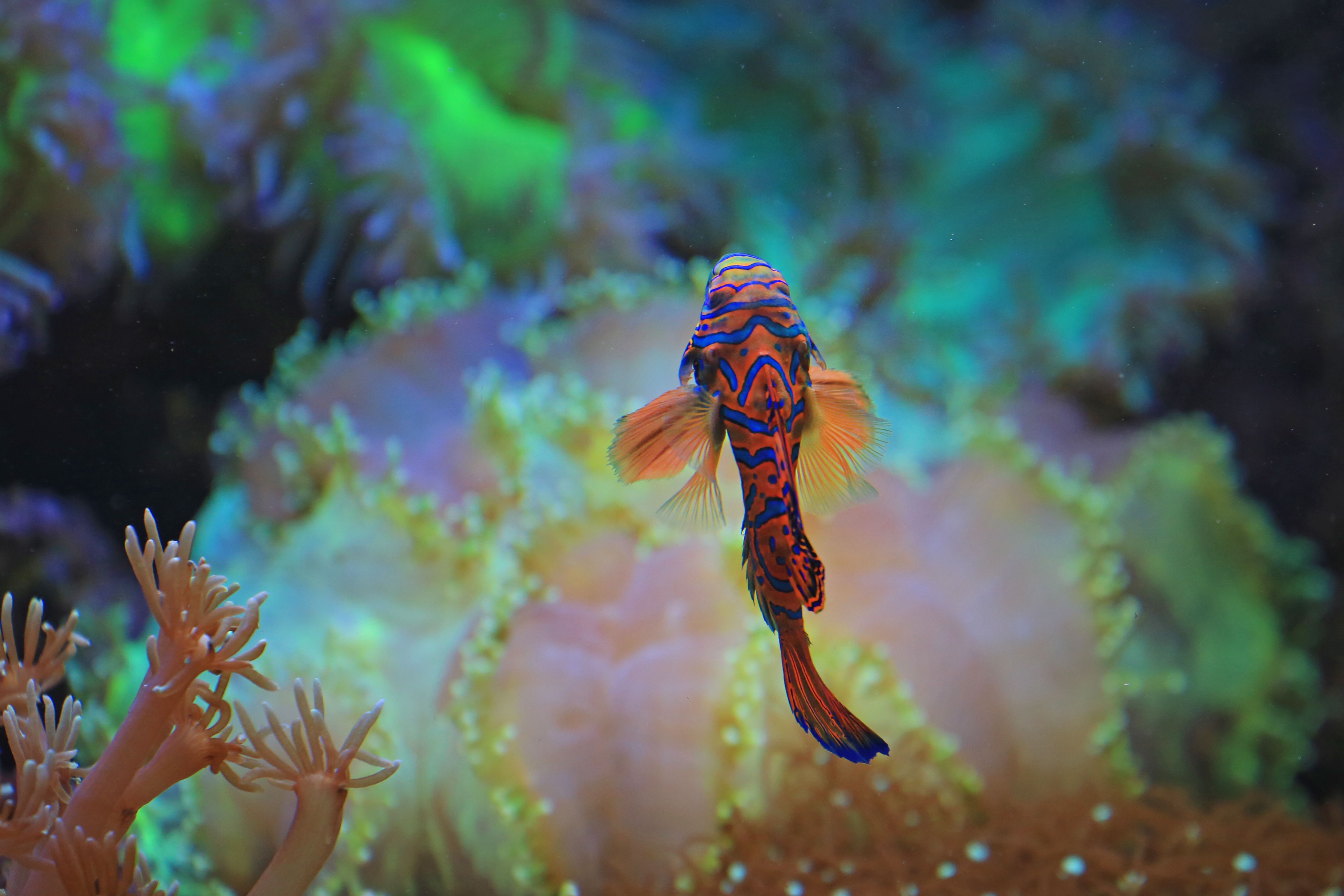 Mandarinfish swimming among coral