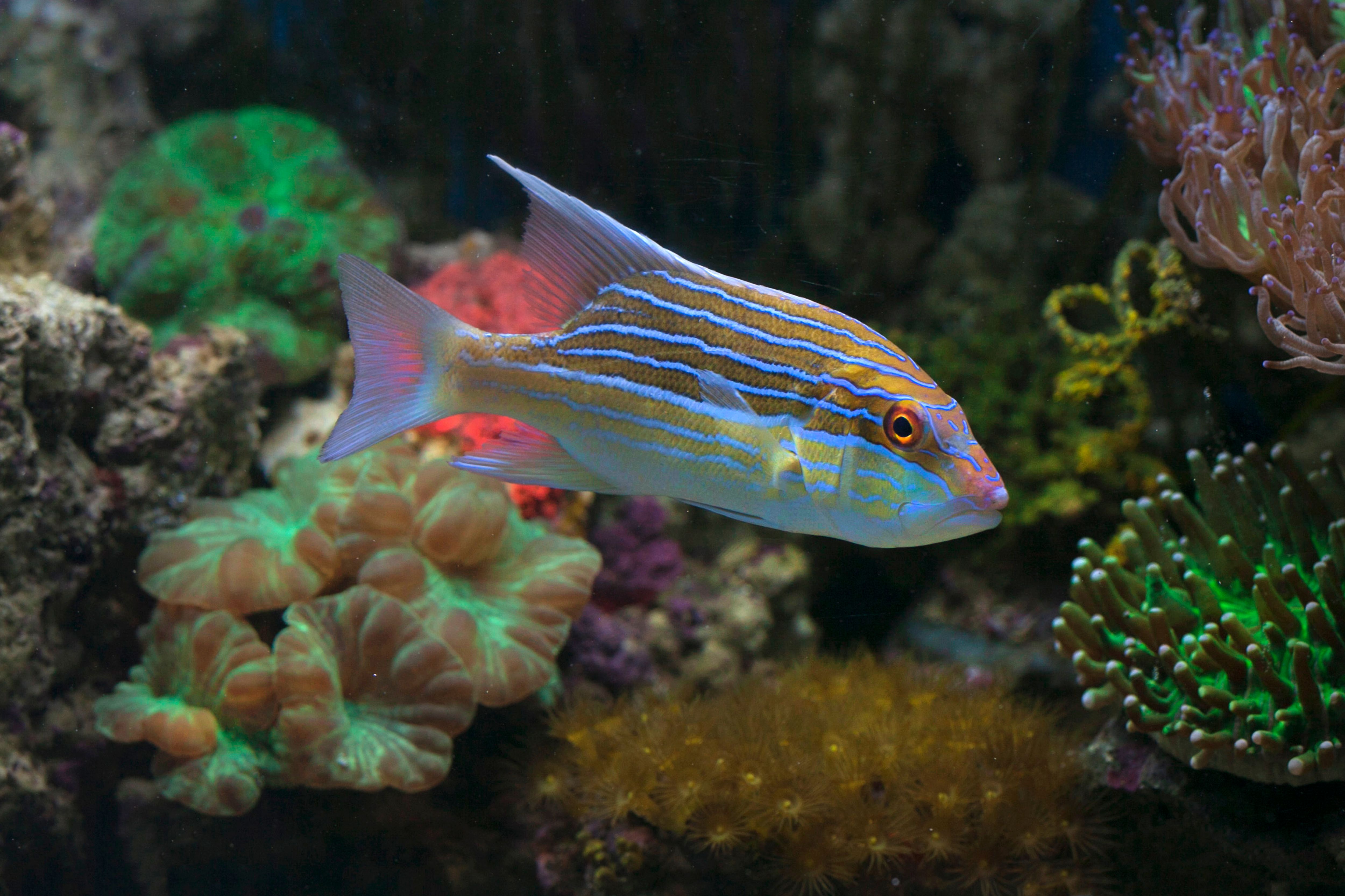 Bluestripe Snapper Fishes in Close-up Photography · Free Stock Photo