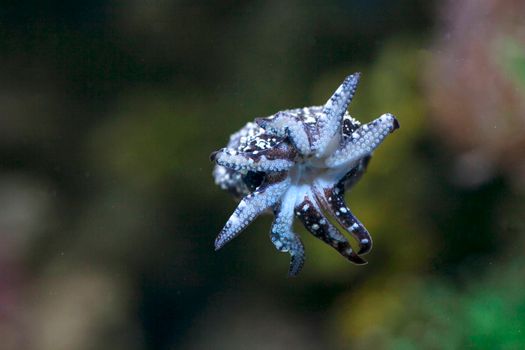Detailed image of a flamboyant cuttlefish showcasing its tentacles and patterns.