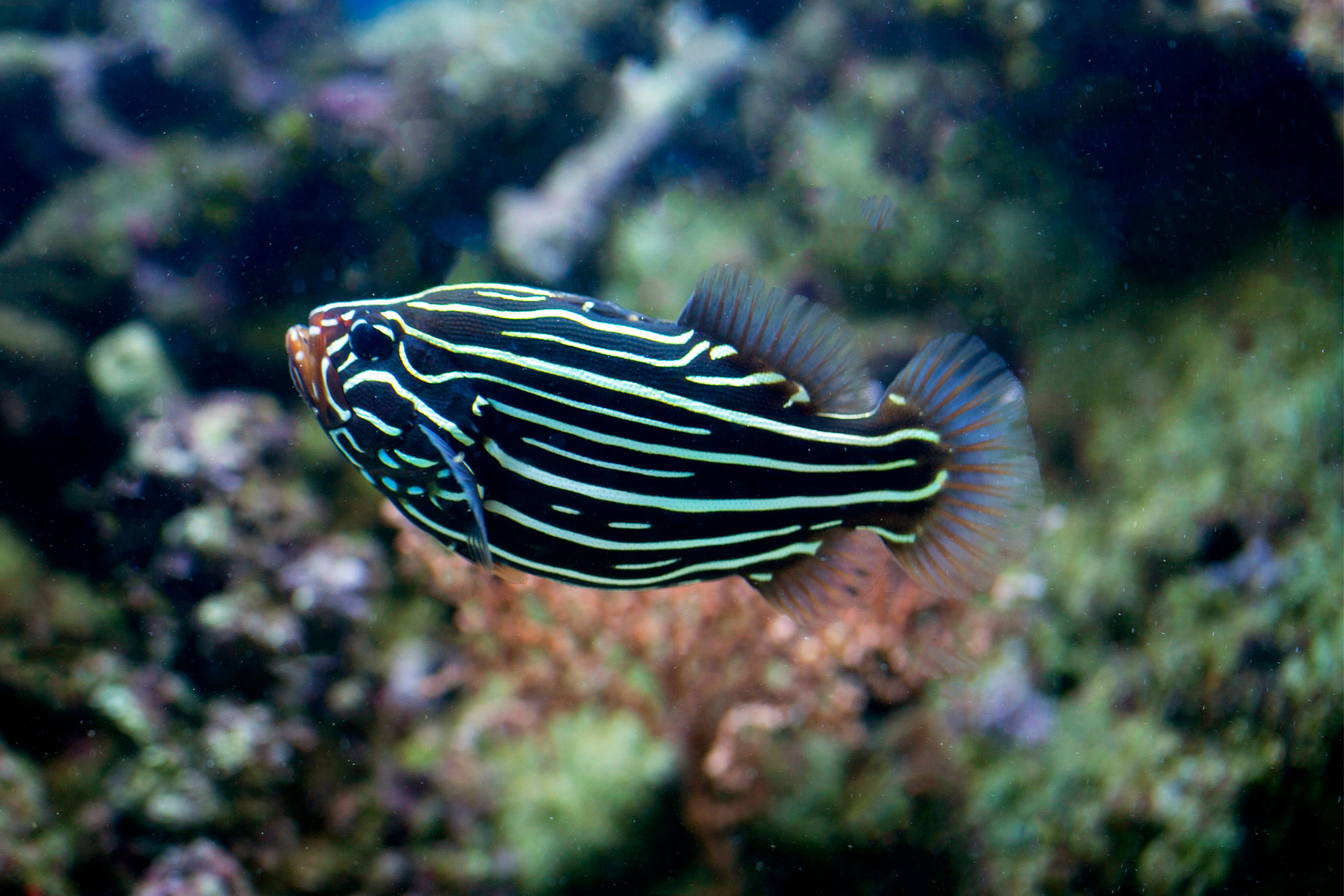 Striped Fish Photos, Download The BEST Free Striped Fish Stock Photos ...