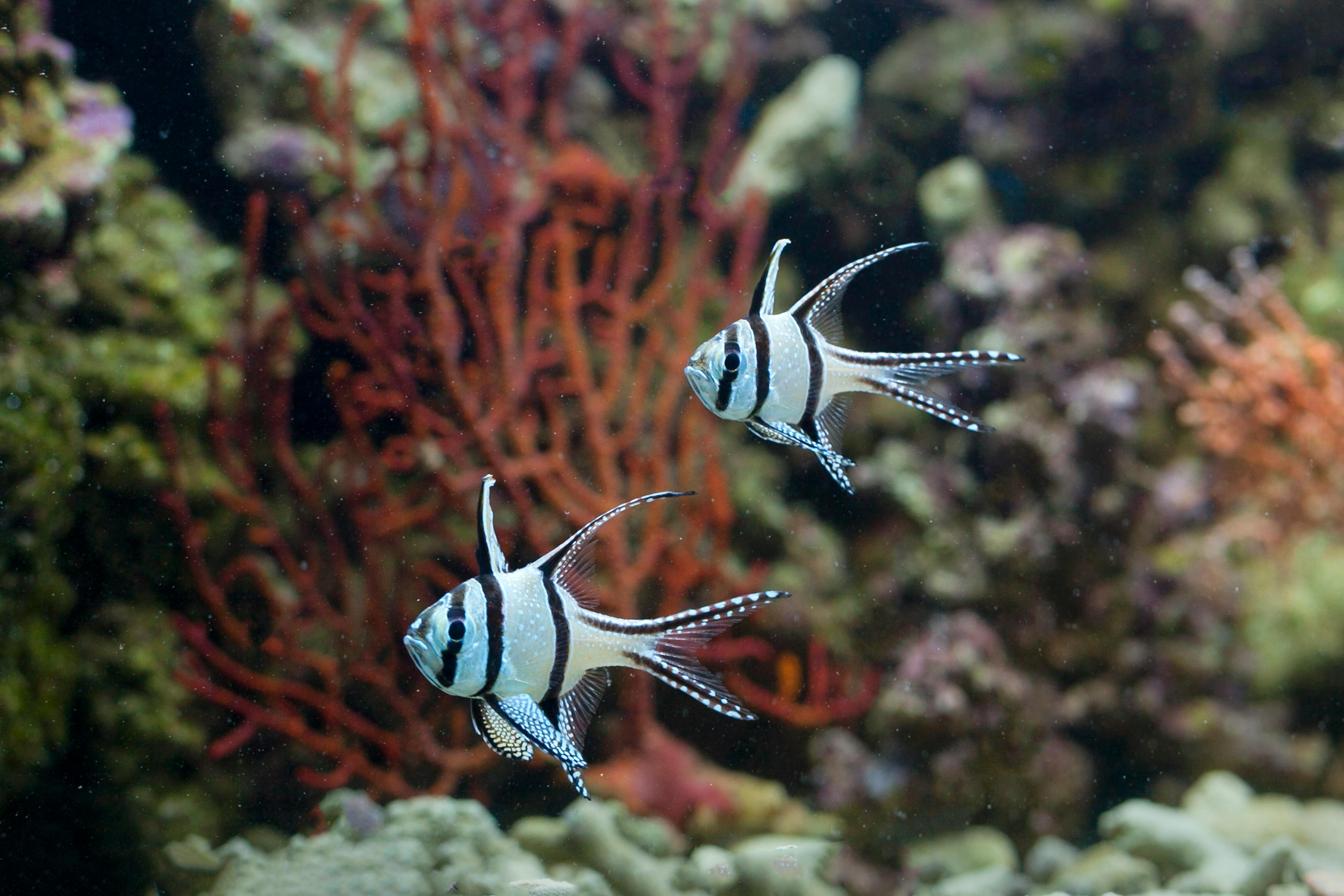 Banggai Cardinalfish swimming among colorful coral in a vibrant underwater setting.