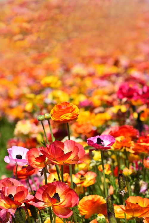 Carlsbad Ranch Flower Fields · Free Stock Photo