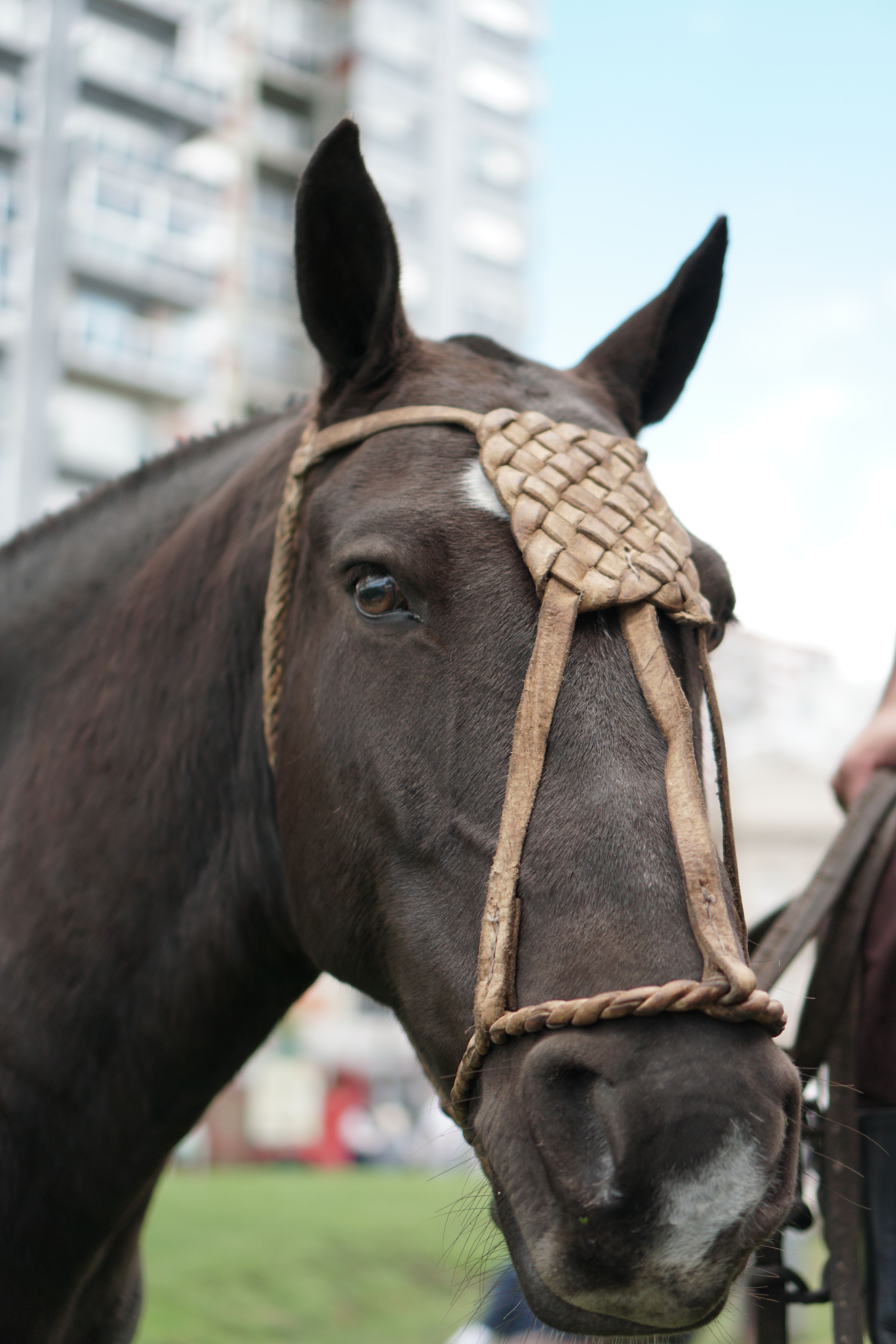 Primer Plano De Un Caballo Con Una Brida Singular. · Foto de stock gratuita
