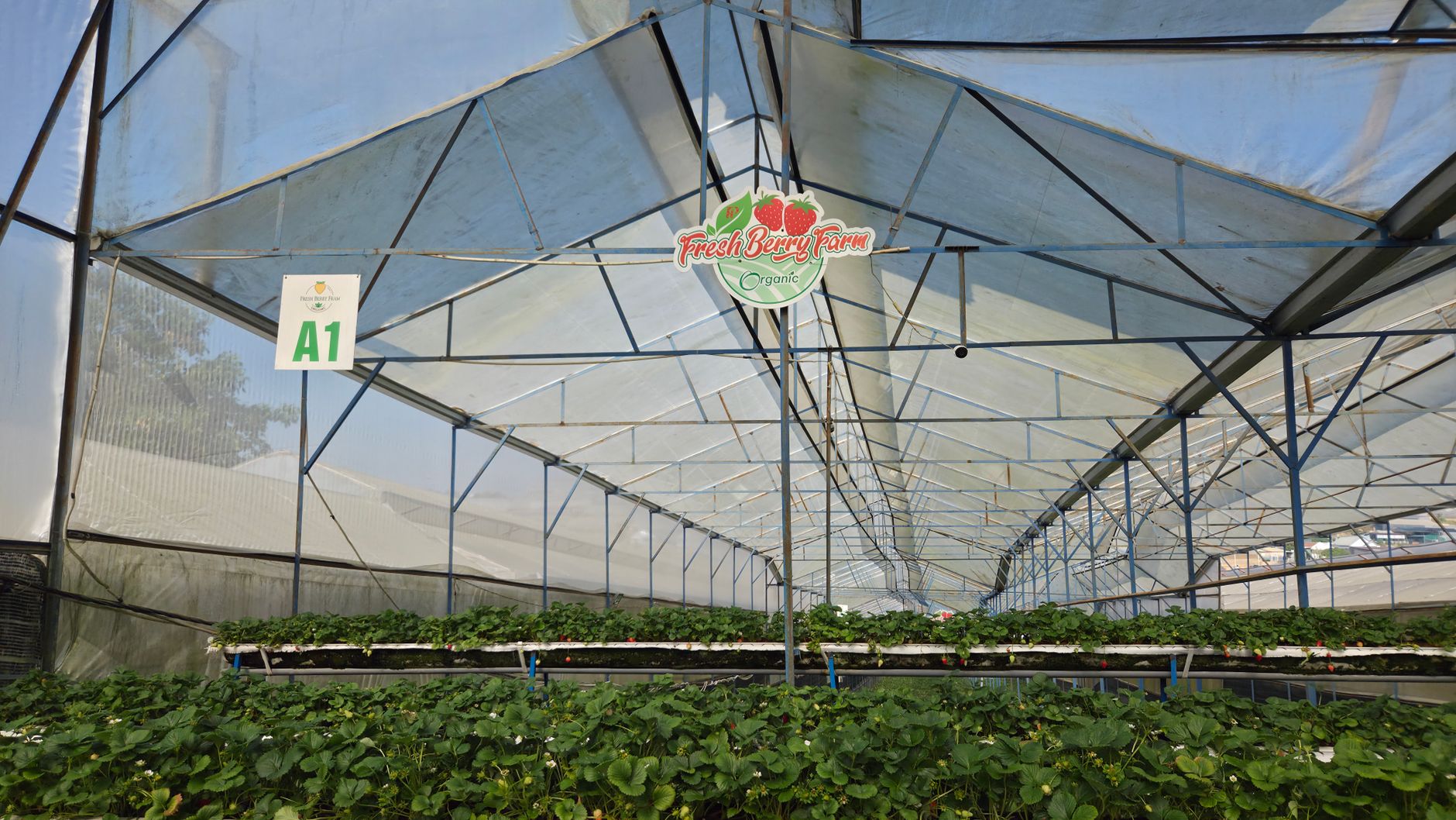 Greenhouse Film Market: Key Players Driving Agricultural Innovation