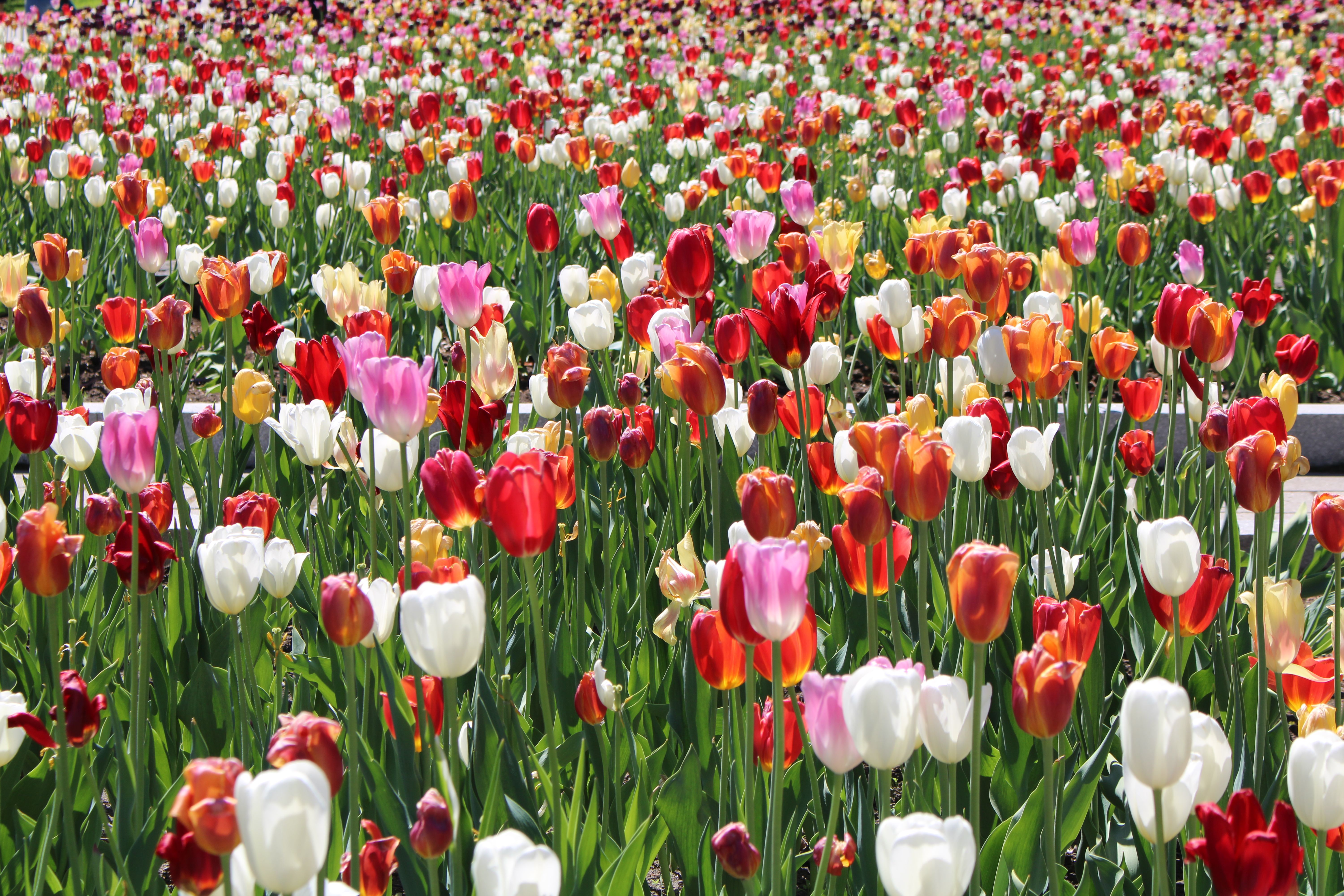 Vibrant Spring Tulip Field in Montreal Park · Free Stock Photo