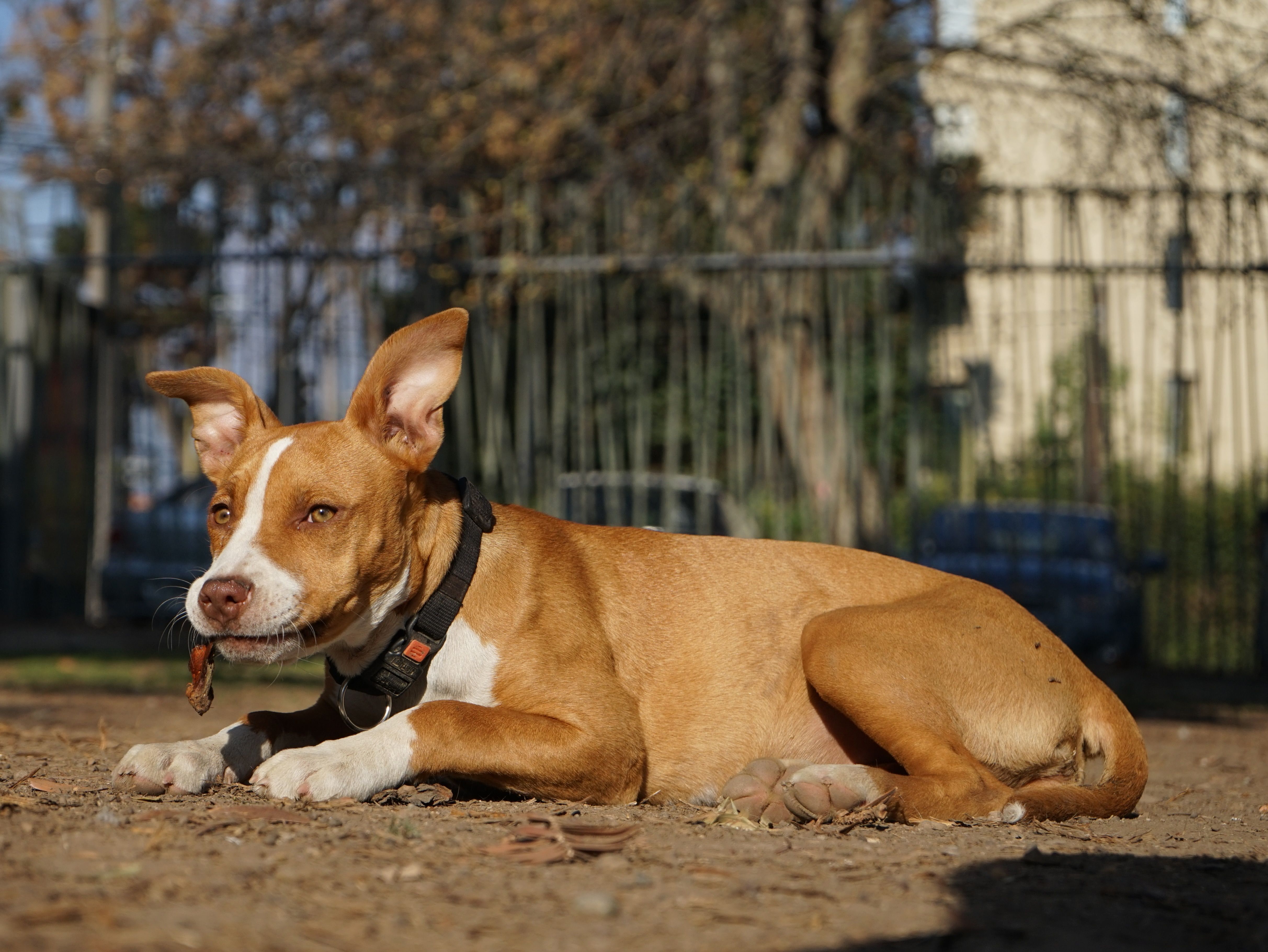 What Advanced Insights Surrounding Dog Heartworms Exist?