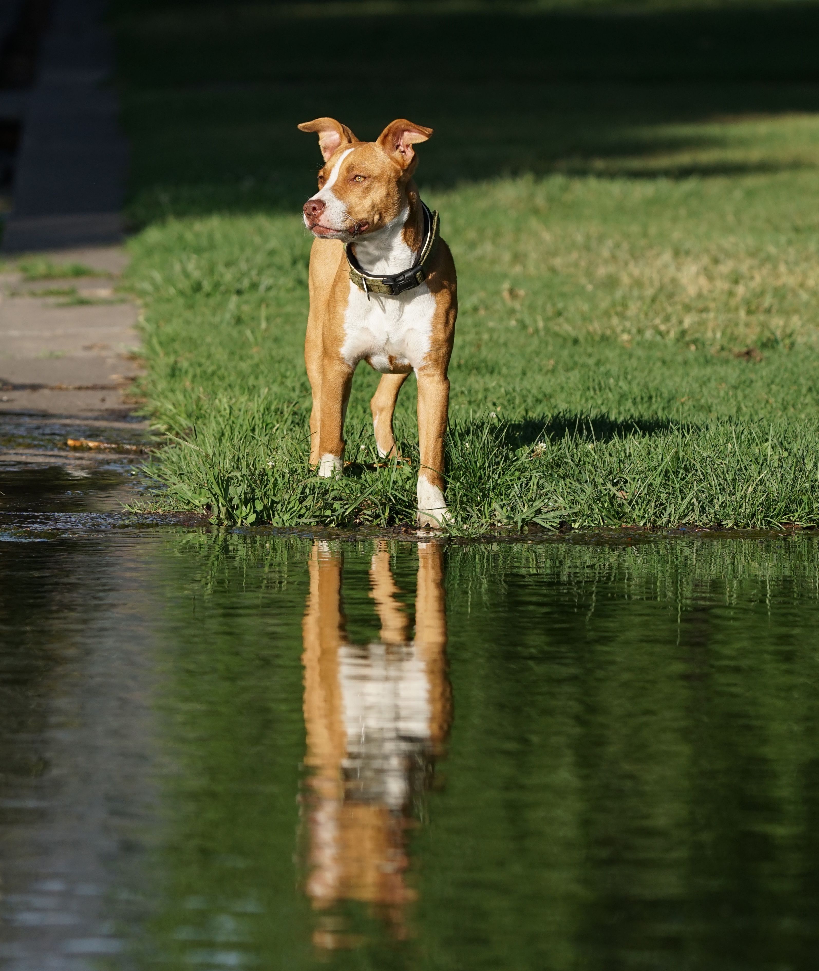 Pitbull standing by a pond with its reflection on a sunny day.