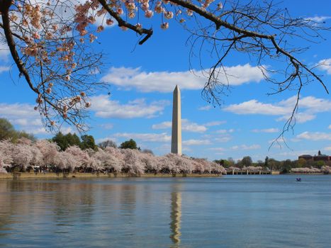 Scenic view of cherry blossoms with Washington Monument reflecting in Tidal Basin during spring.