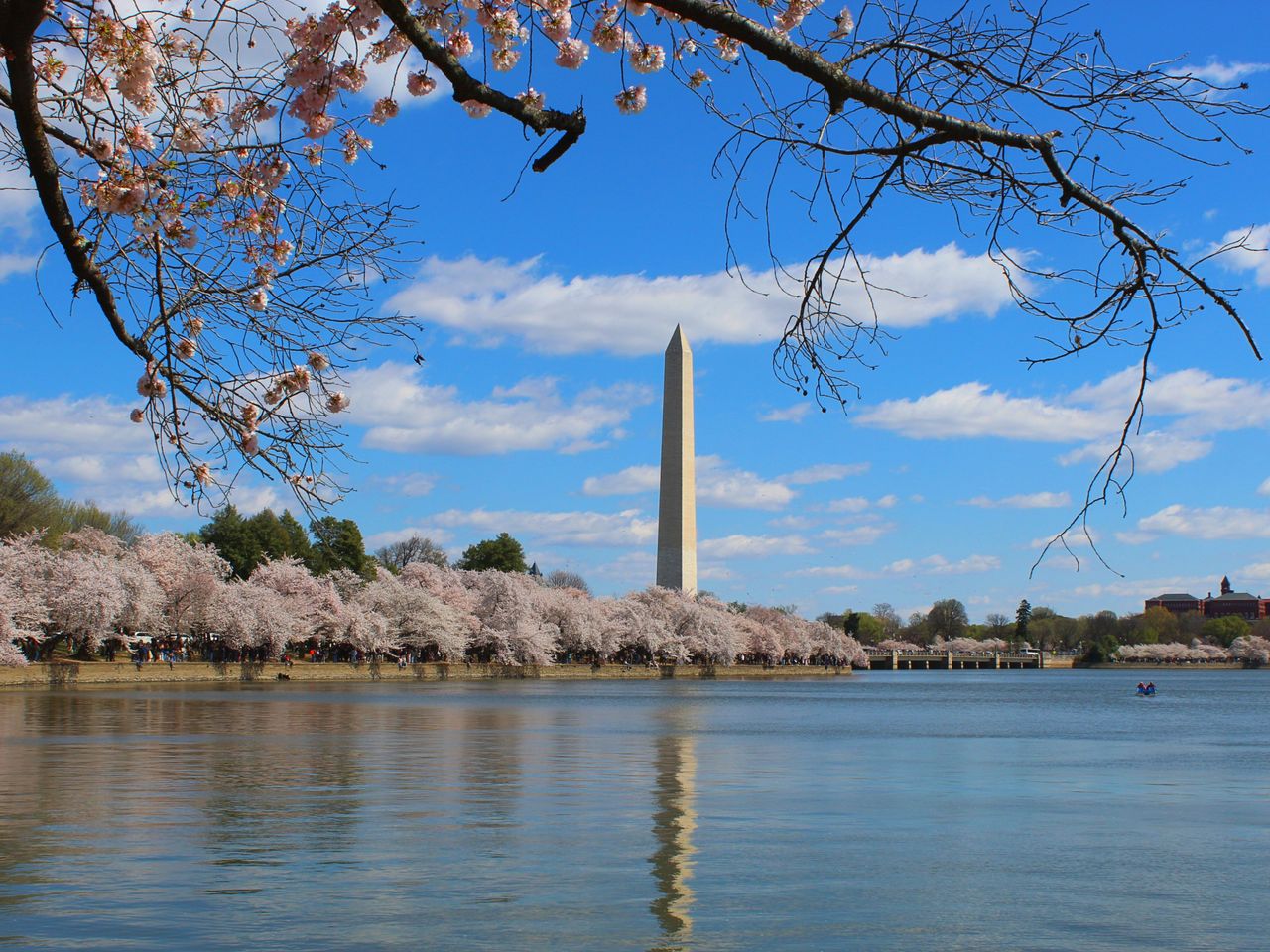 scenic view of cherry blossoms with washington monument reflecting in