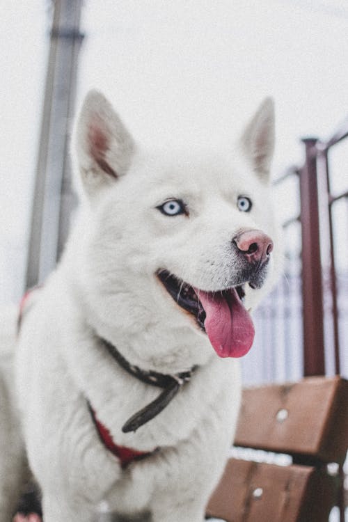 Weißer Siberian Husky Auf Brauner Holzbank