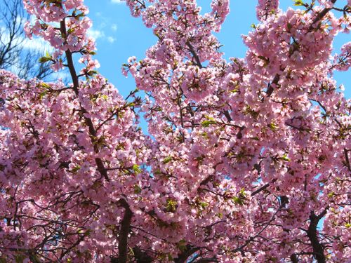 Free Stunning cherry blossom tree with pink flowers in full bloom against a clear blue sky. Stock Photo
