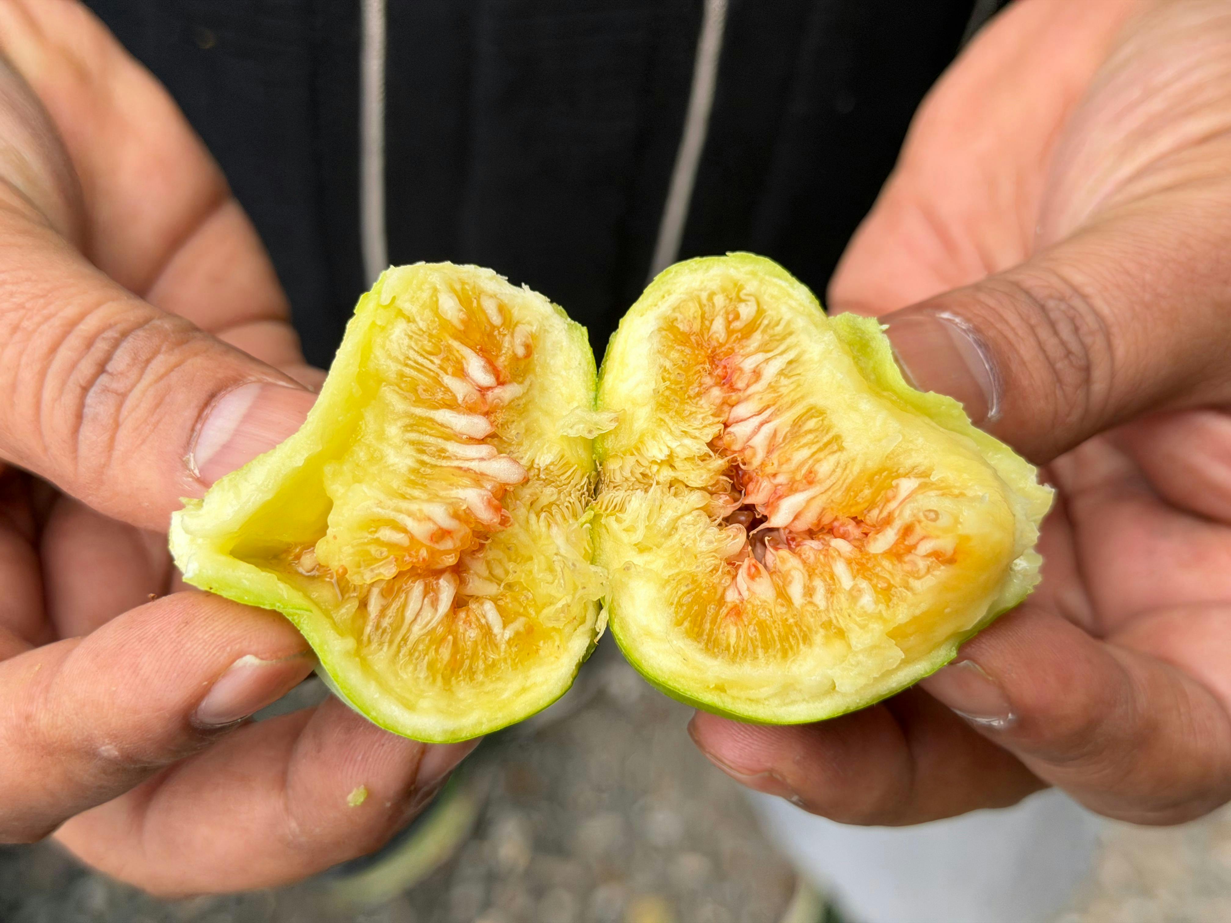 Close-up of a fresh fig split open and held by hands outdoors.
