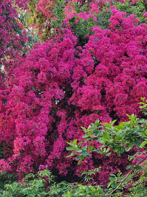 Free A vivid display of pink bougainvillea flowers flourishing in a lush Delhi garden. Stock Photo