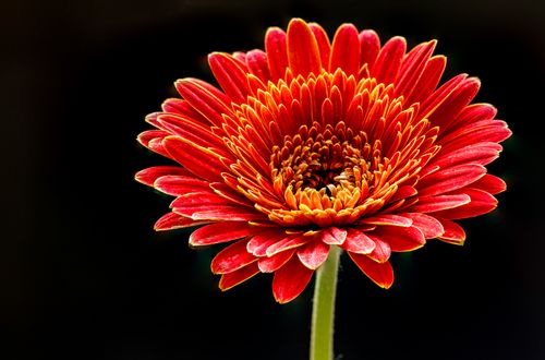Free Close-up view of a single red Gerbera daisy flower with vivid petals on a dark background. Stock Photo