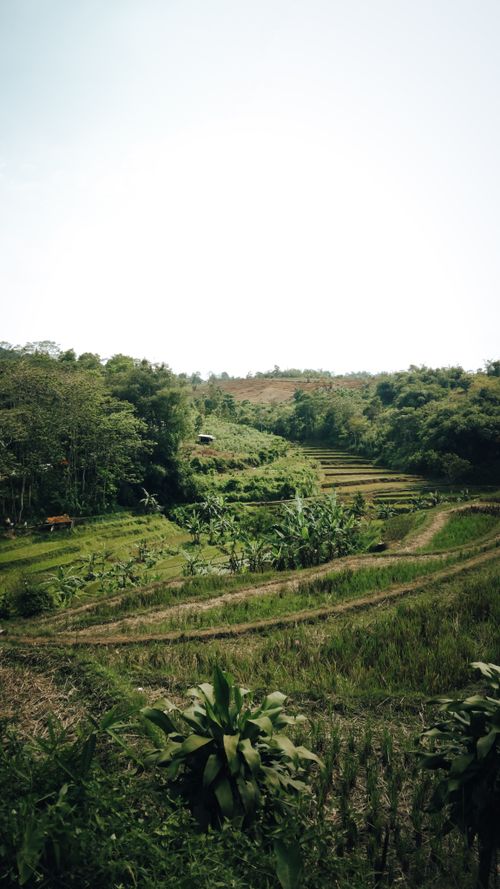 Free Beautiful tropical rice terraces surrounded by dense green foliage under a clear sky. Stock Photo