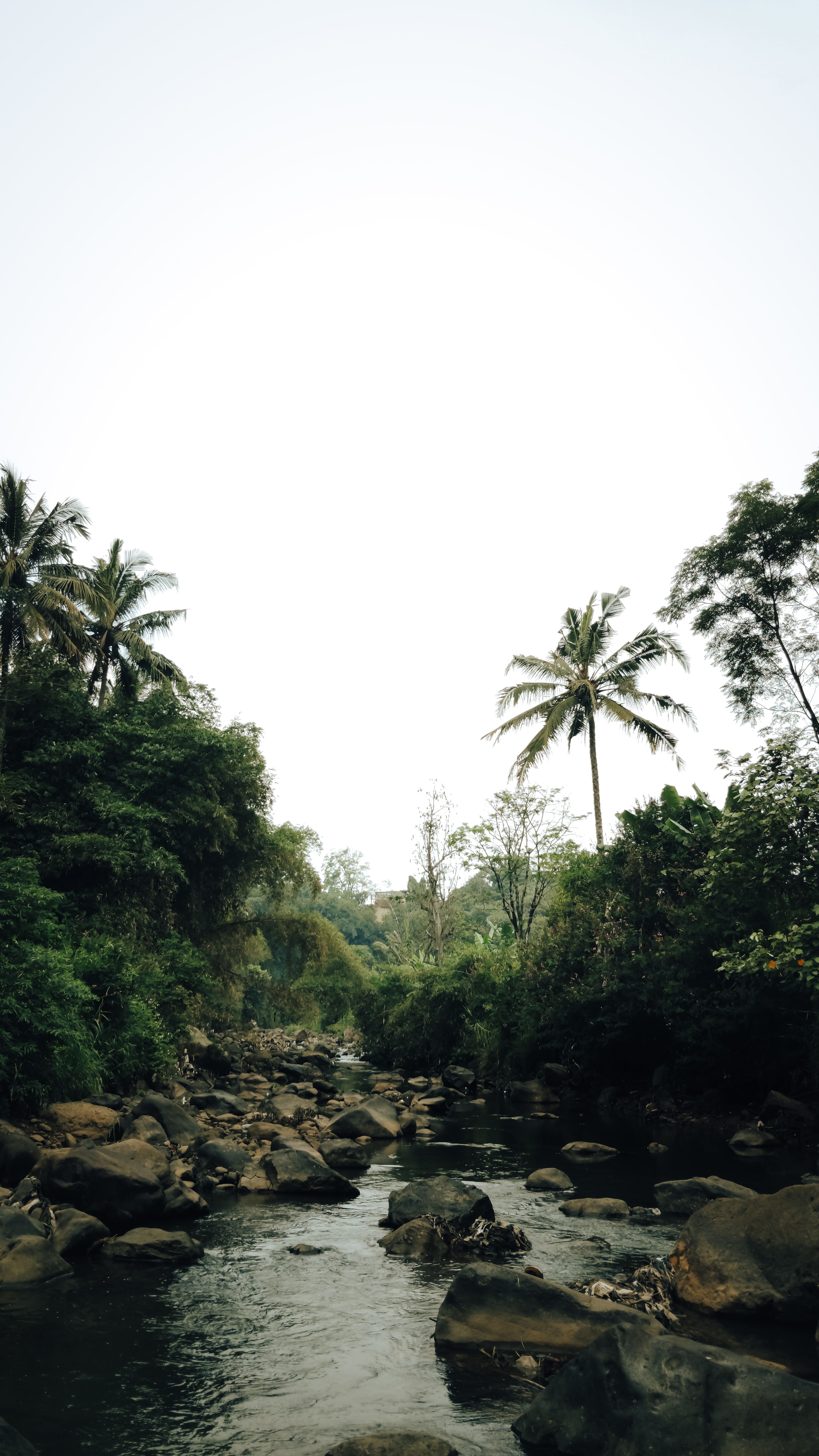 A peaceful tropical river surrounded by lush greenery and palm trees.