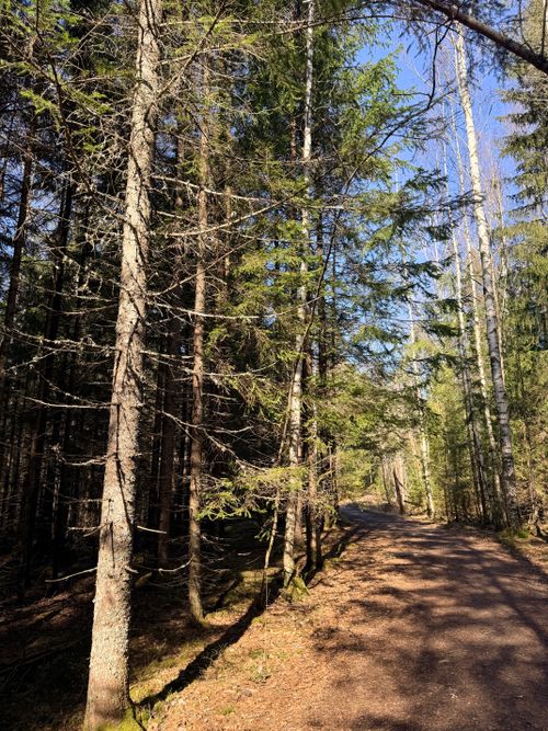 Free A serene forest trail in Nuuksio, Finland, lit by warm sunlight filtering through tall trees. Stock Photo