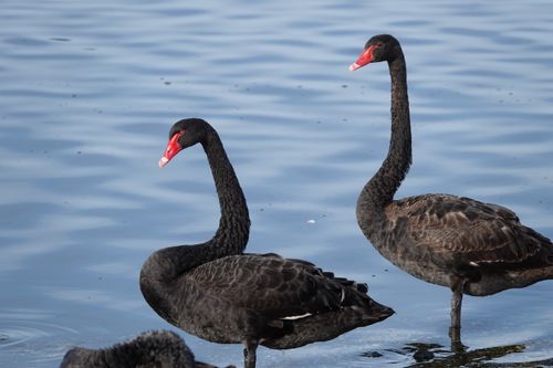 Free Peaceful black swans glide gracefully in a serene Auckland setting. Stock Photo