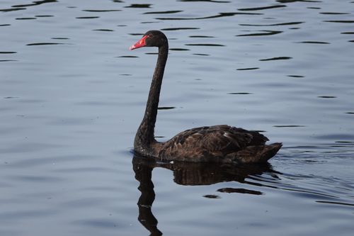 Free A serene black swan glides on calm waters in Auckland, New Zealand, showcasing elegance and tranquility. Stock Photo