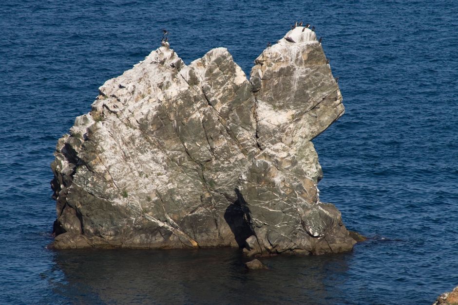 A seabird gracefully gliding above the rocky cliffs of <span class="notranslate"><em>Cabo da Roca</em></span>.