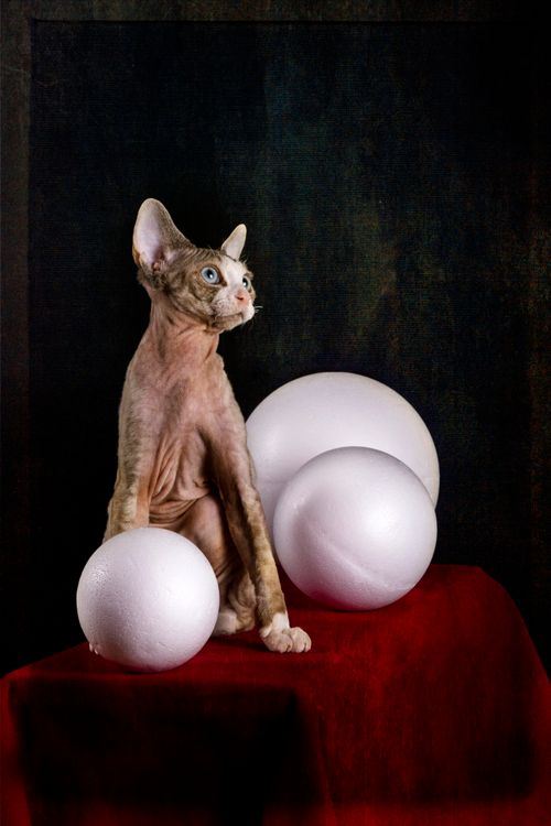 Free Elegant Sphynx cat posing with white spheres on a red cloth backdrop for a stunning portrait. Stock Photo