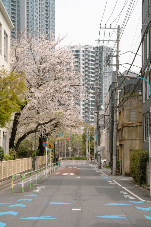 Free Cherry blossom trees line a quiet Tokyo street in spring with urban skyline. Stock Photo