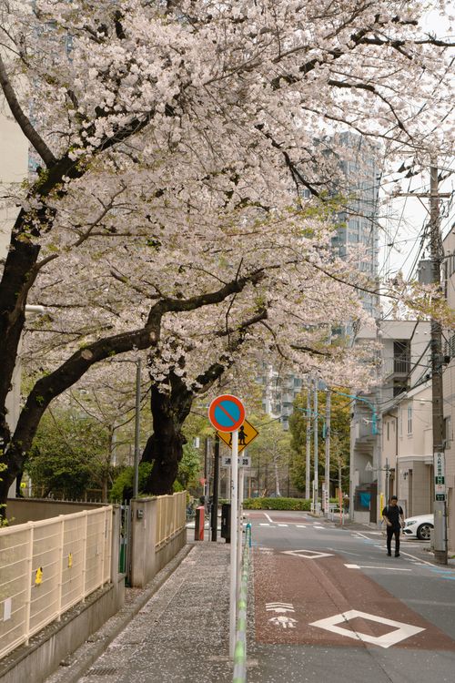 Free A serene street in Tokyo during cherry blossom season with blooming sakura trees. Stock Photo
