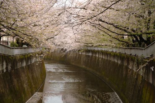 Free Serene view of cherry blossoms arching over a canal in Tokyo during spring. Stock Photo