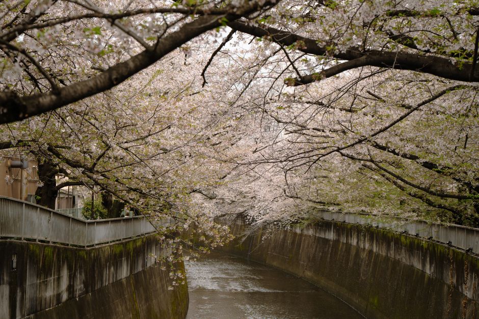 cherry blossom trees along river japan