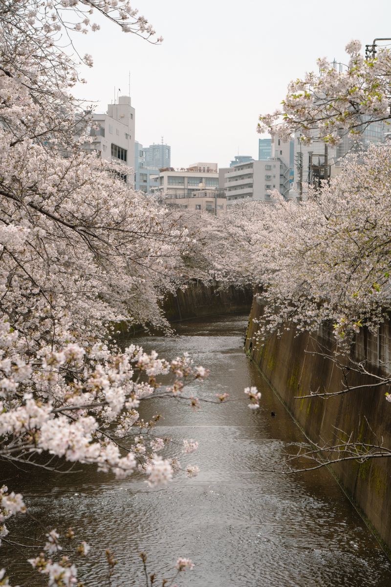 Nakameguro Canal