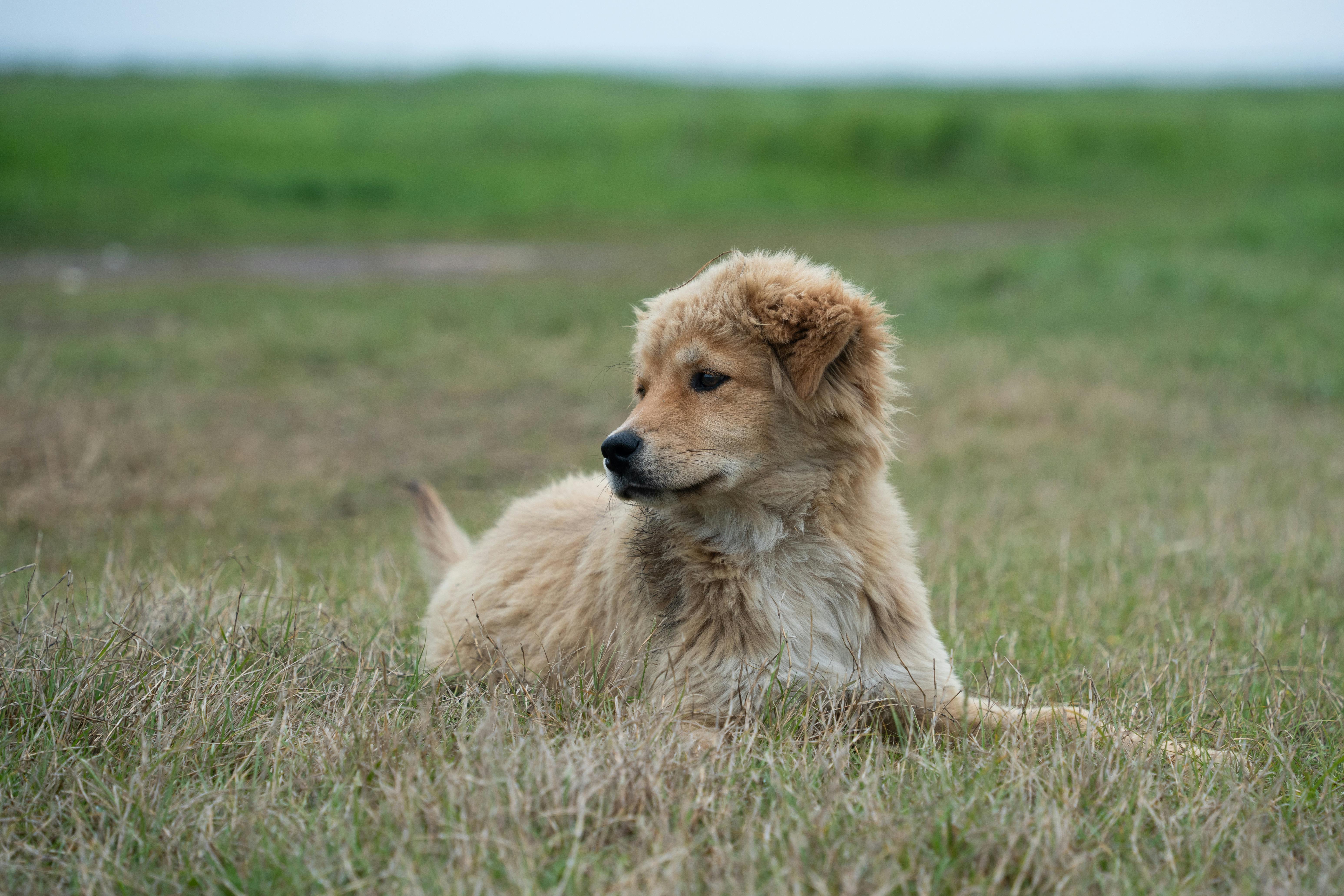 Pet care: Solving puppy tooth troubles and grooming gaffes — Photo by Ec lipse on Pexels