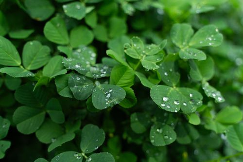 Free Close-up of vibrant green clover leaves covered with morning dew droplets, creating a refreshing natural scene. Stock Photo