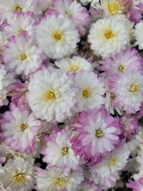 Free A vibrant overhead shot of blooming white and pink chrysanthemums in full bloom. Stock Photo