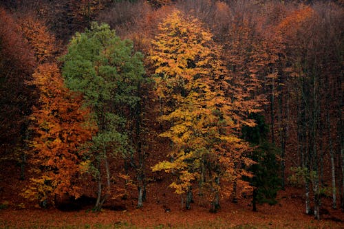 Fotobanka s bezplatnými fotkami na tému dedinský, farby, jesenné listy