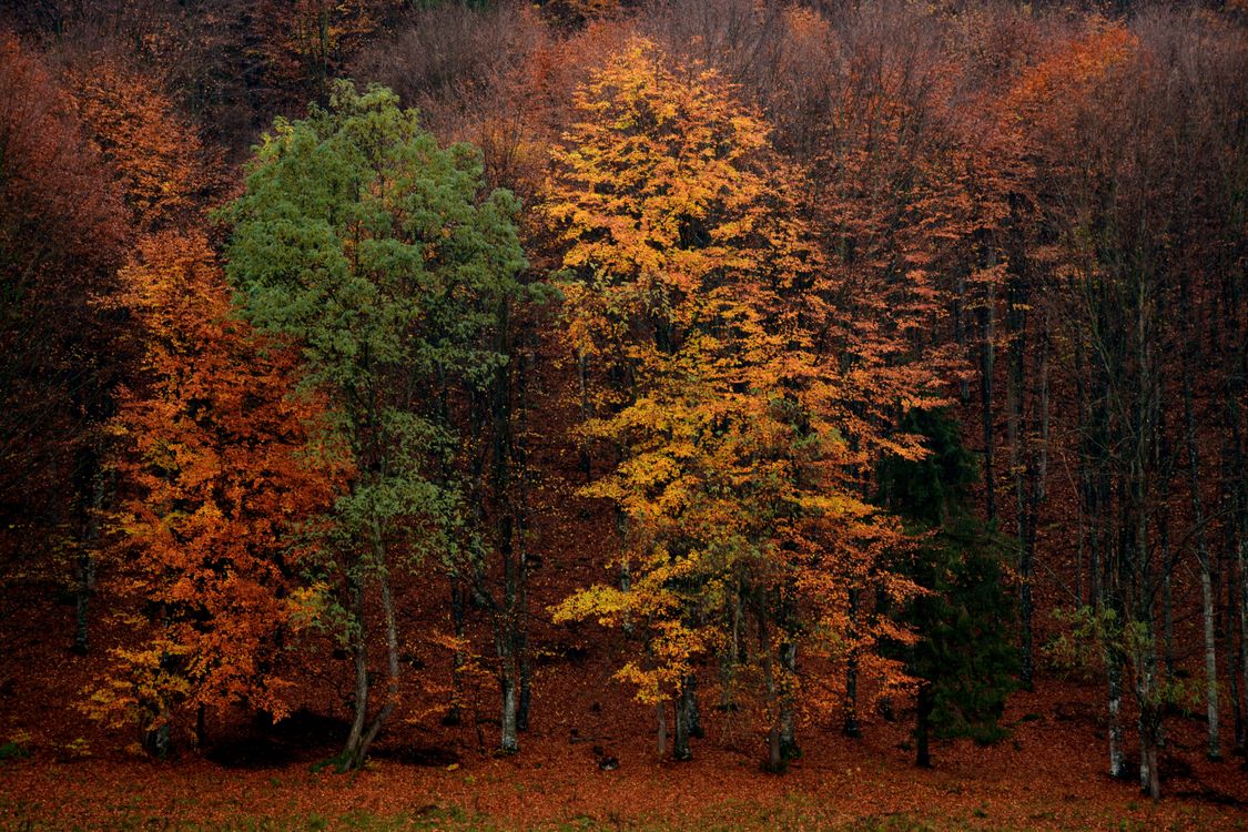 Free Green and Brown Trees Stock Photo