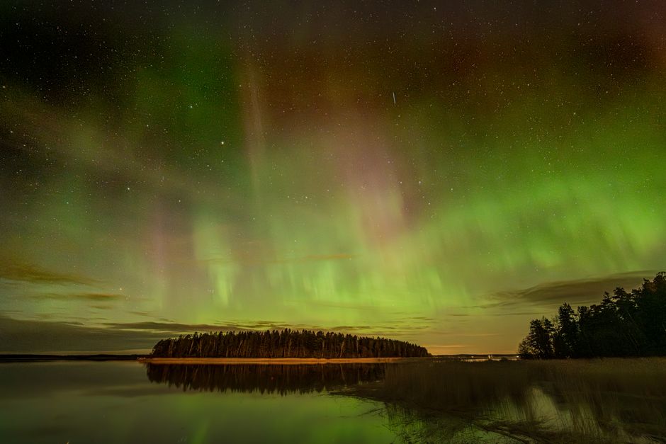 Aurores boréales vertes au-dessus d'une forêt de sapins en Laponie