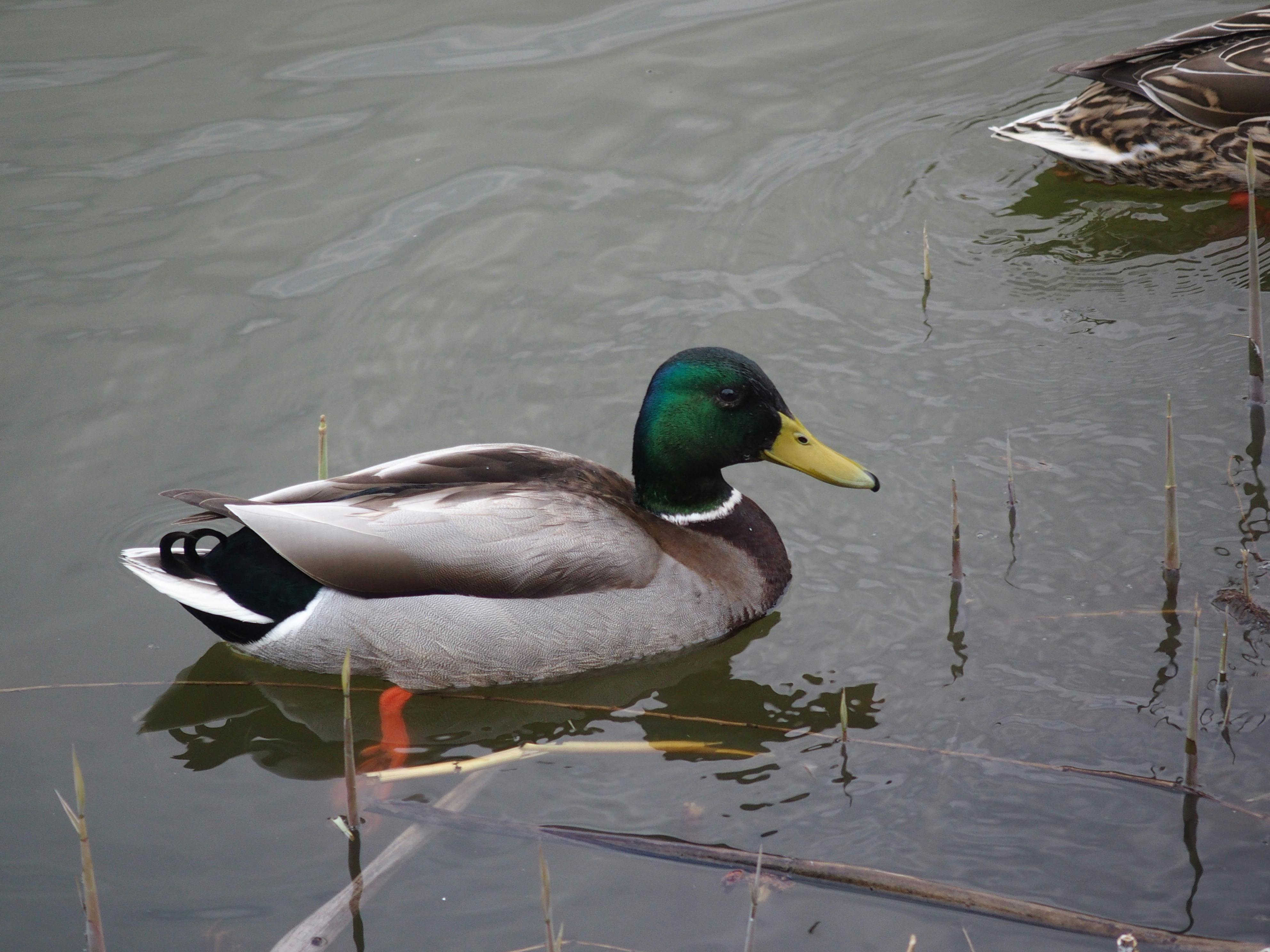 2012 Review of Drake Software — Drake Tax — Photo by Máté Bagi on Pexels