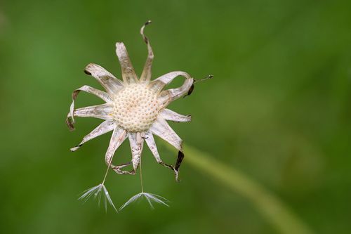 Free A detailed macro shot of a dried dandelion seed head on a blurred green background. Stock Photo