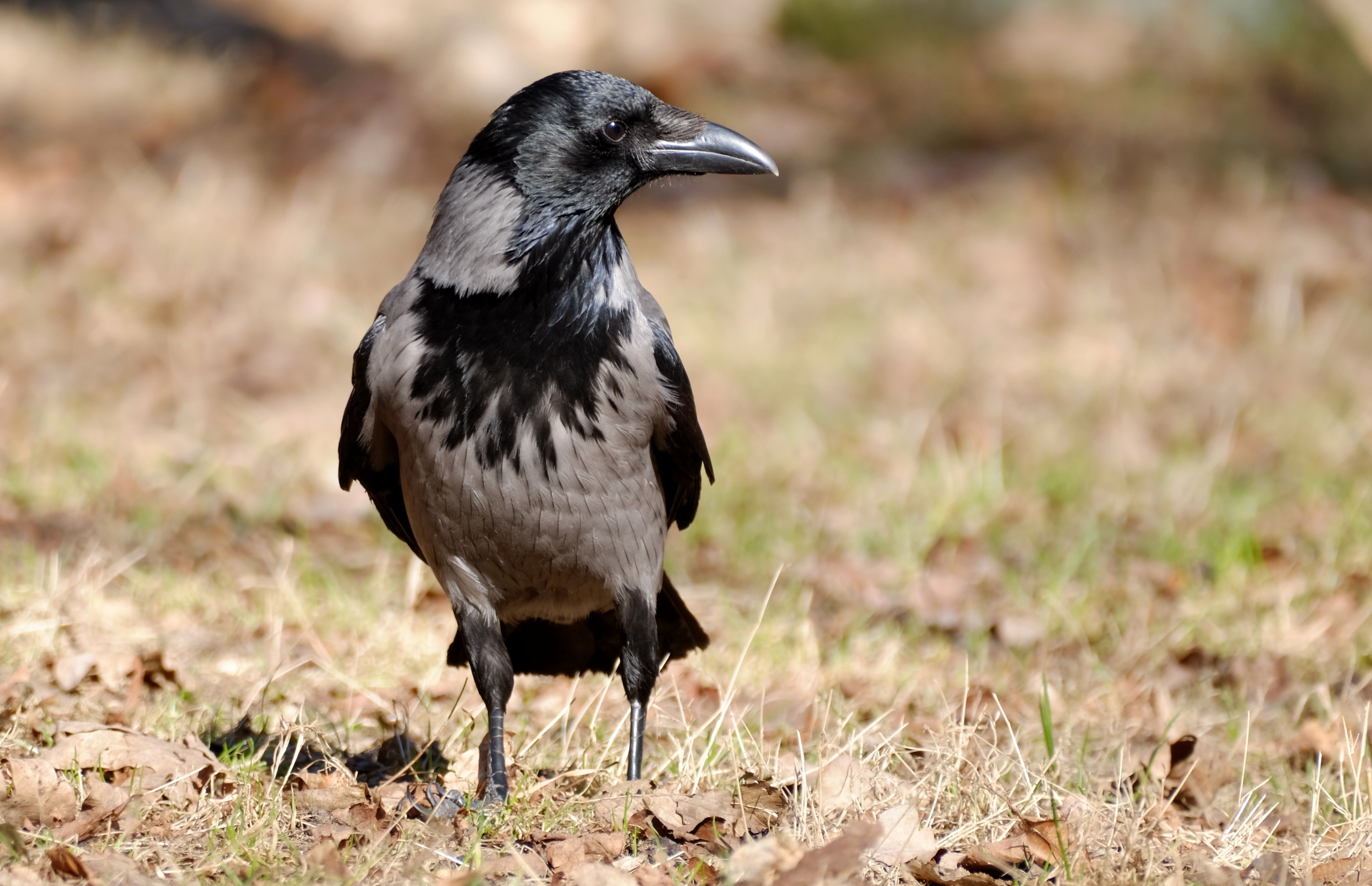 Close-Up of a Hooded Crow in Natural Habitat · Free Stock Photo