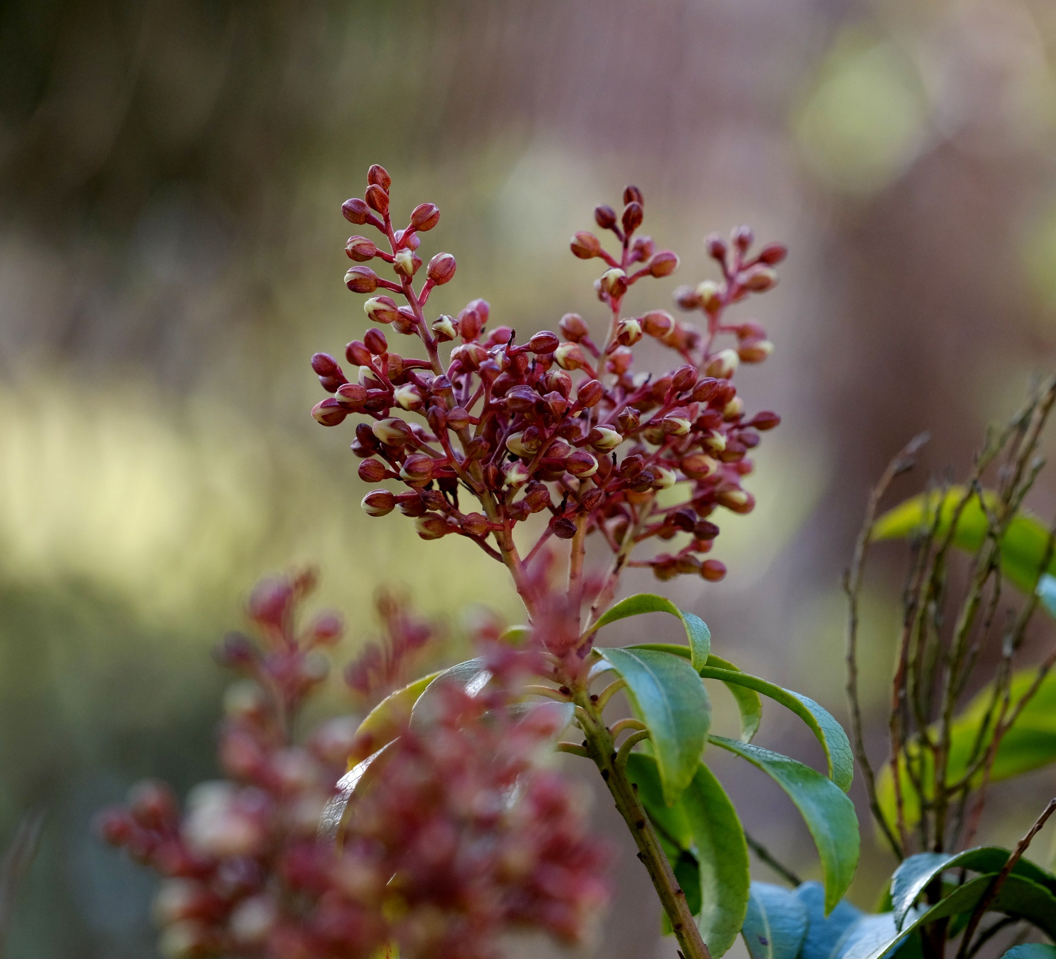 Gros Plan D'une Plante à Bourgeons Rouges En Extérieur · Photo gratuite