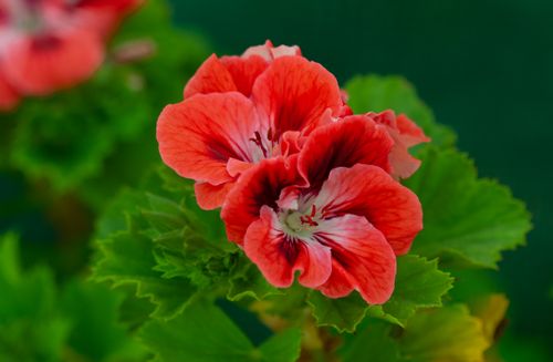 Free Close-up of vibrant red geranium flowers with lush green leaves, perfect for garden lovers. Stock Photo